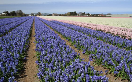 Bollenvelden bij Hillegom