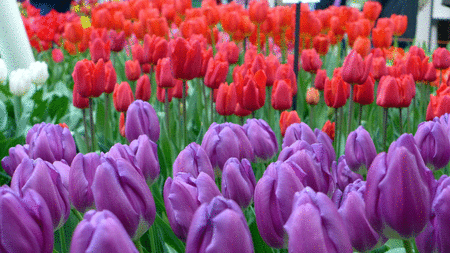 Keukenhof