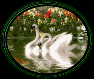 Ronde animated Zwaan
